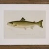 Atlantic Salmon -Laurel Mercantile Store AtlanticSalmon