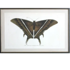 Antique Moth I