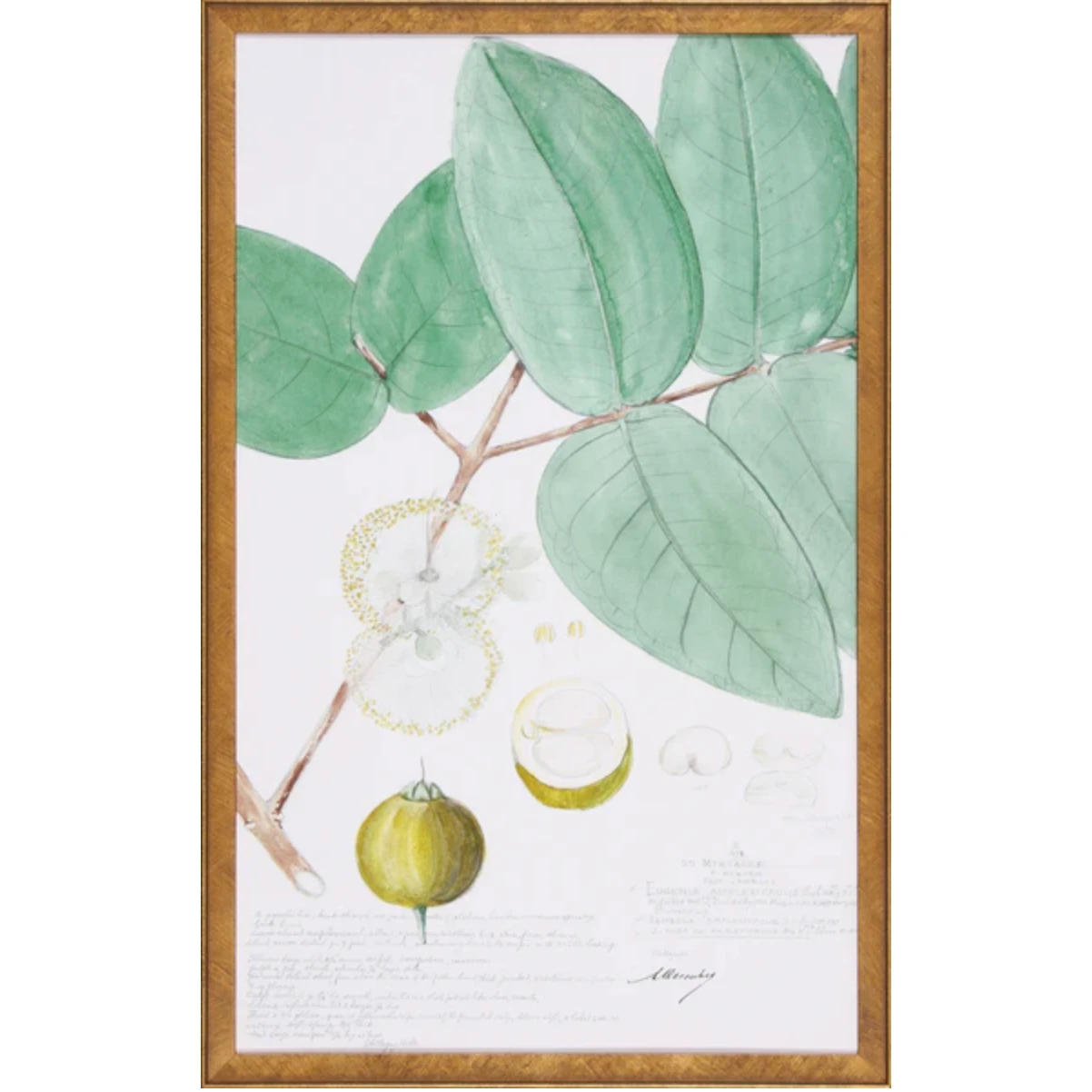 Descubes Fruit I 3 Descubes Fruit I