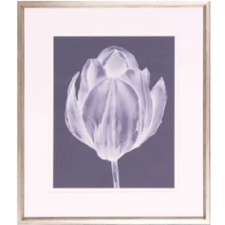 Monochrome Tulip I