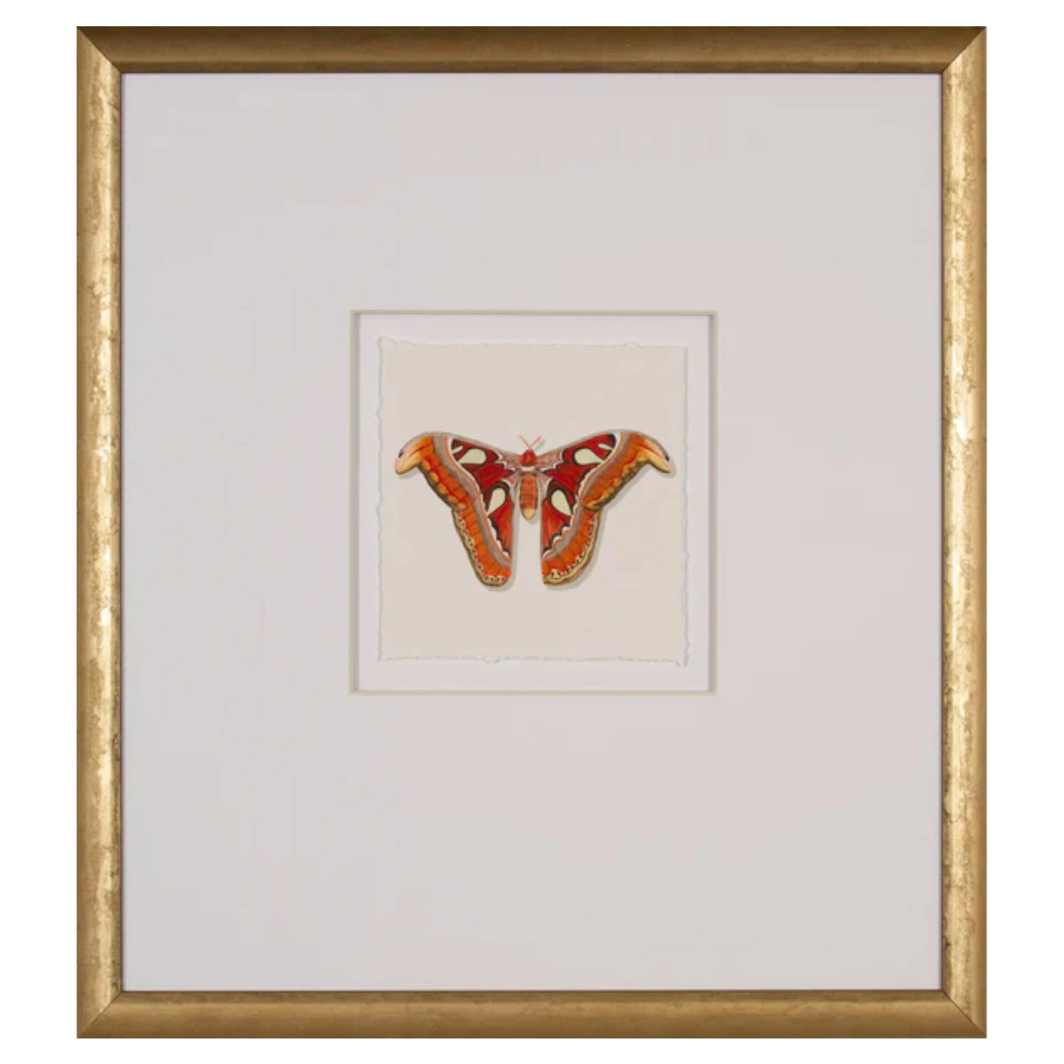 Watercolor Moth II 3 Watercolor Moth II