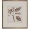 Antique Sepia Botanical IX 1 Antique Sepia Botanical IX -Laurel Mercantile Store botanicals5