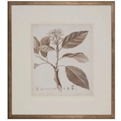 Antique Sepia Botanical IX