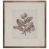Antique Sepia Botanical V -Laurel Mercantile Store botanicals6