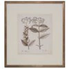 Antique Sepia Botanical VI 2 Antique Sepia Botanical VI -Laurel Mercantile Store botanicals7