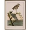 Yellow-Crowned Heron -Laurel Mercantile Store herron