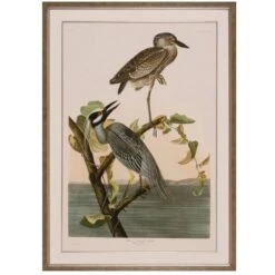 Yellow-Crowned Heron